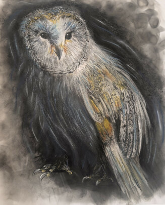 Barn Owl
