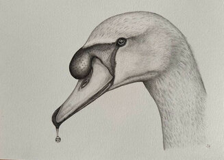 Mute Swan