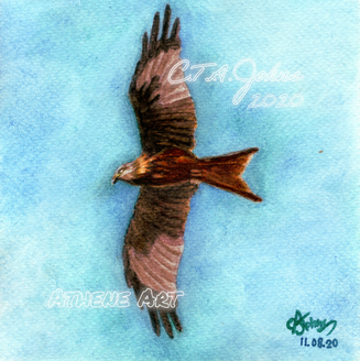 Red Kite | 2020