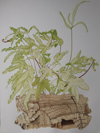 Pteris albolineata