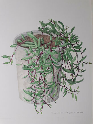Senecio Herreianus