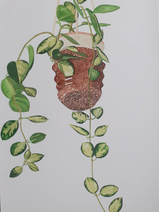 Hoya