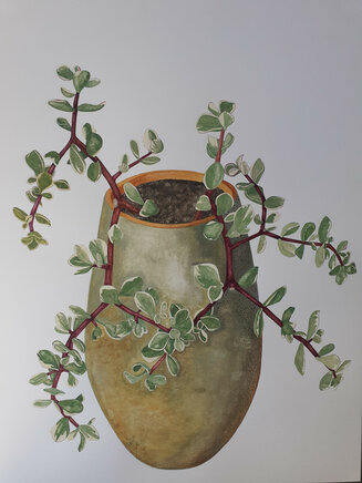 Portulacaria afra