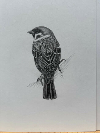 Male Tree Sparrow