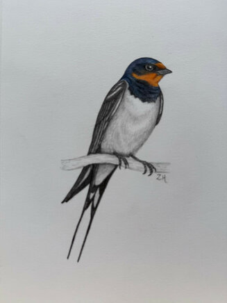 Swallow