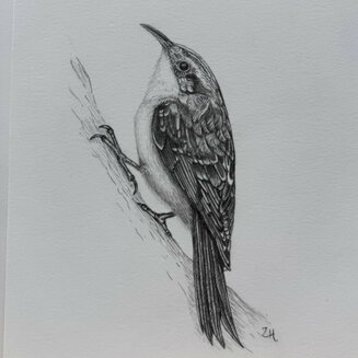 Treecreeper