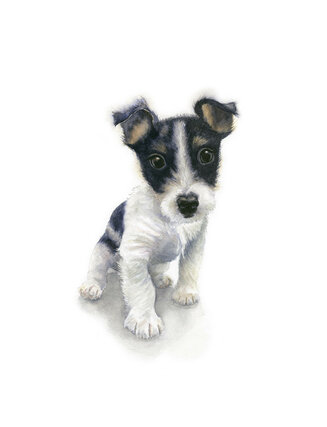 Abandoned Puppy, Jack Russell