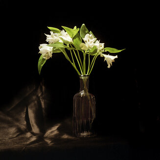 'Alstroemeria'