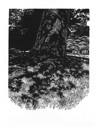 Oak at Petworth