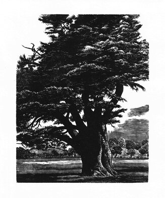 The Fonthill Cedar