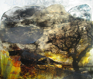 WINTER OAK