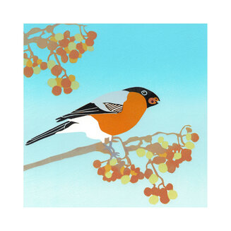 Bullfinch
