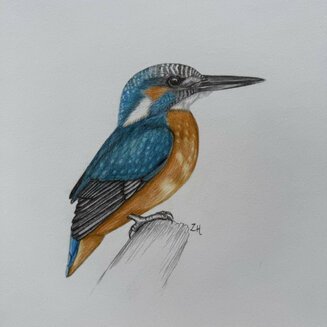 Kingfisher