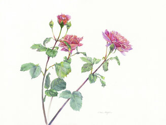 Laskett Rose II