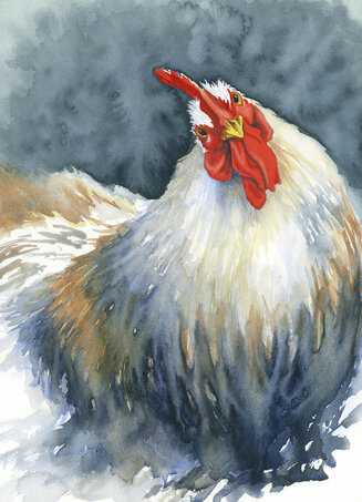 Curious Chicken