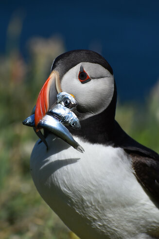 Skomer Island Puffin
