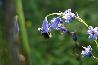 Bee on a Bluebell