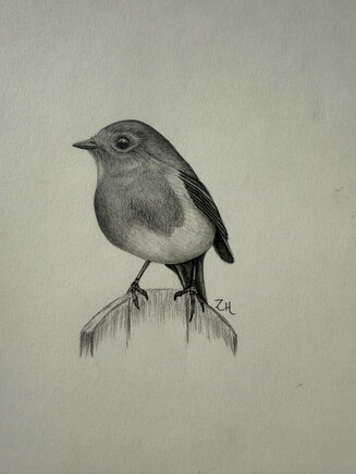 Robin