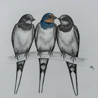 Swallows