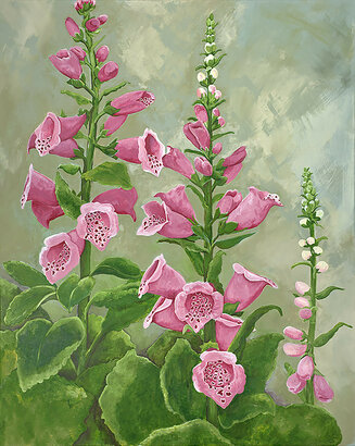 Pink Foxgloves