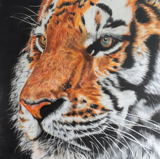 "Watching" Colour pencil