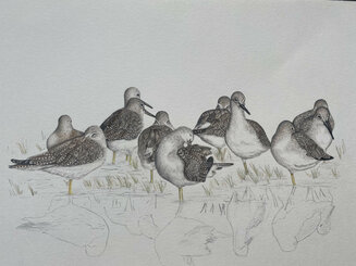 Dunlins