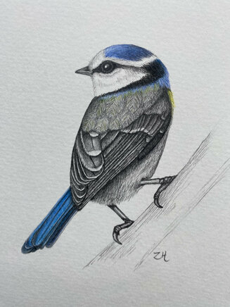 Blue Tit