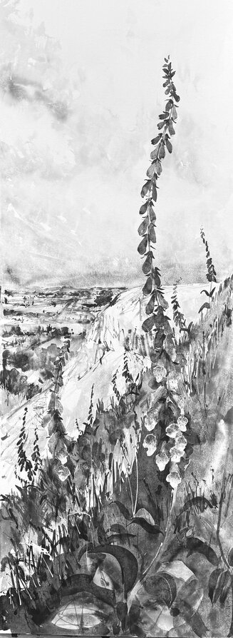 Foxgloves on The Hills
