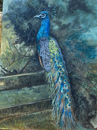 Harry the peacock