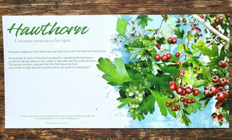 Creativity portraying foraging, enlighten, educate and excite