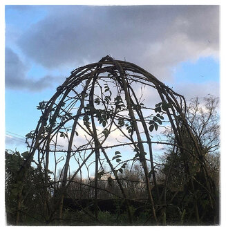 Rose dome