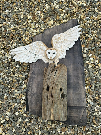 Barn Owl