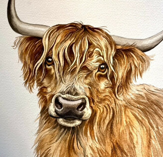 Highland Cow