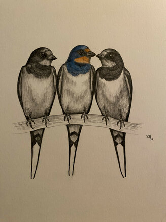 Swallows