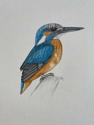 Kingfisher