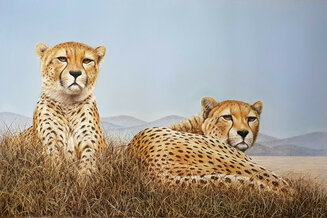 Lounging Cheetahs