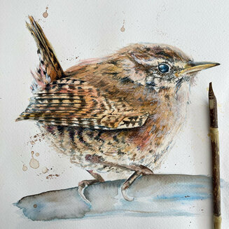 Inky Wren