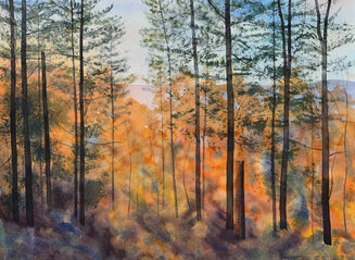 Larches Catching Autumn Su
