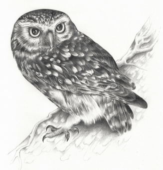 Little Owl