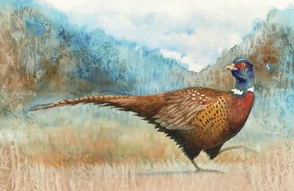 Pheasant