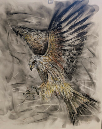 Red kite