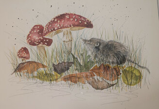 Woodland Shrew