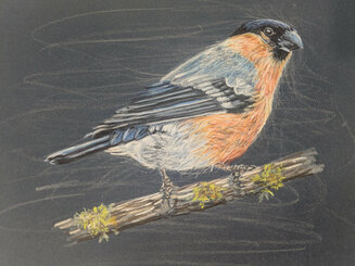 Bullfinch