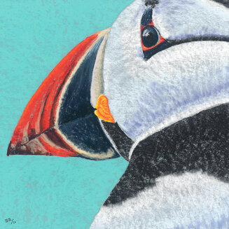 Puffin on Turqoise