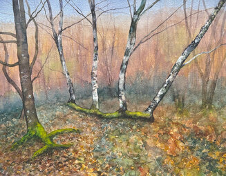 Studio Study - Silver Birch Regenerating