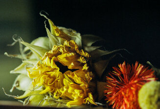 'Wilted Sunflower Study on Film'