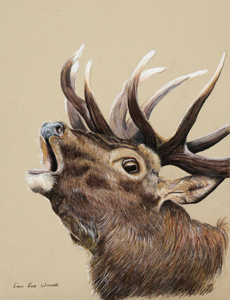 The roaring stag