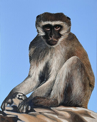Vervet Monkey