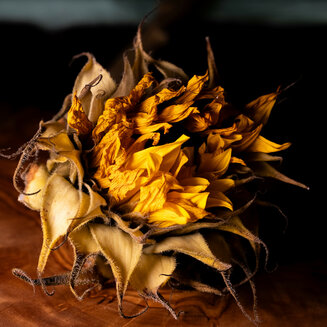 'Wilted Sunflower Study'
