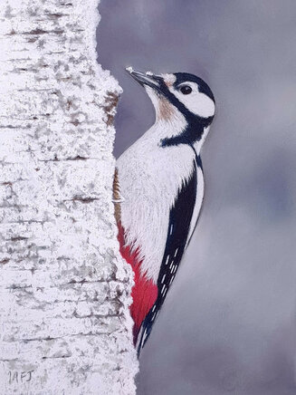 Woodpecker In Snow